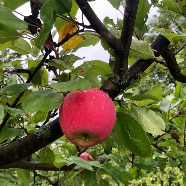 Mantet Apple
