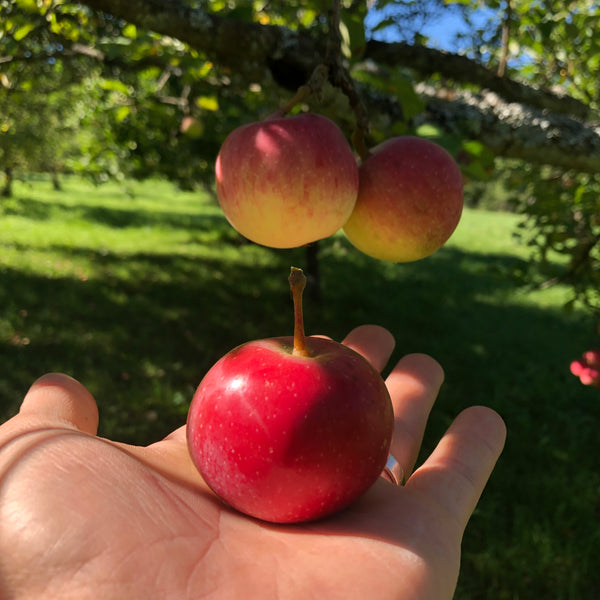 Noble Crab Apple