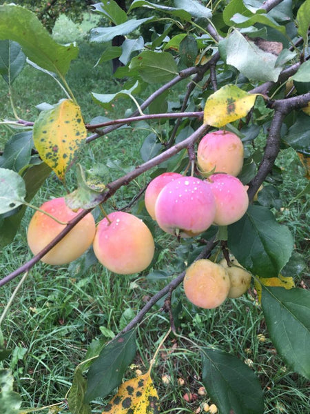 Norda Apple