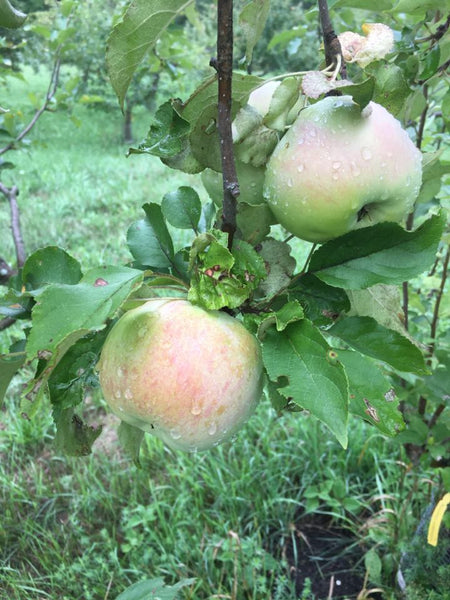 Northwestern Greening Apple