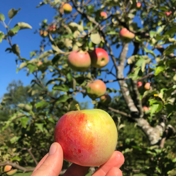 Northwestern Greening Apple