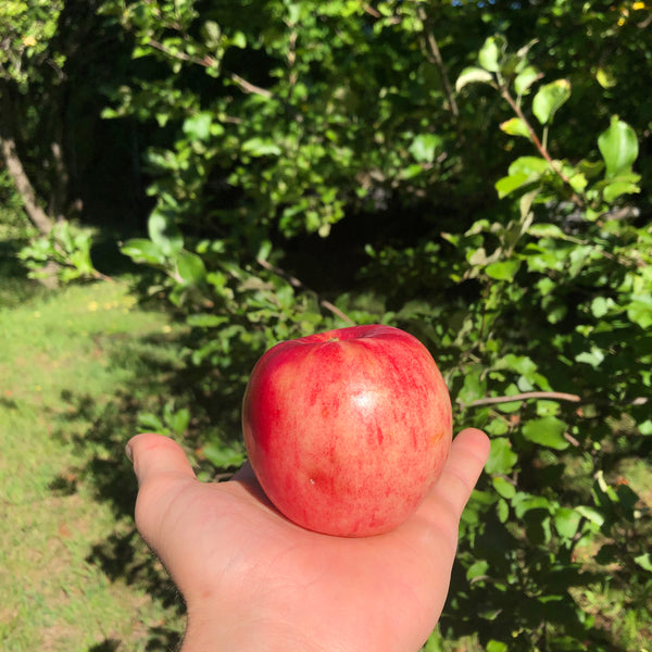 Oriole Apple