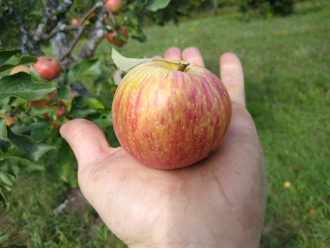 Peace Garden Apple