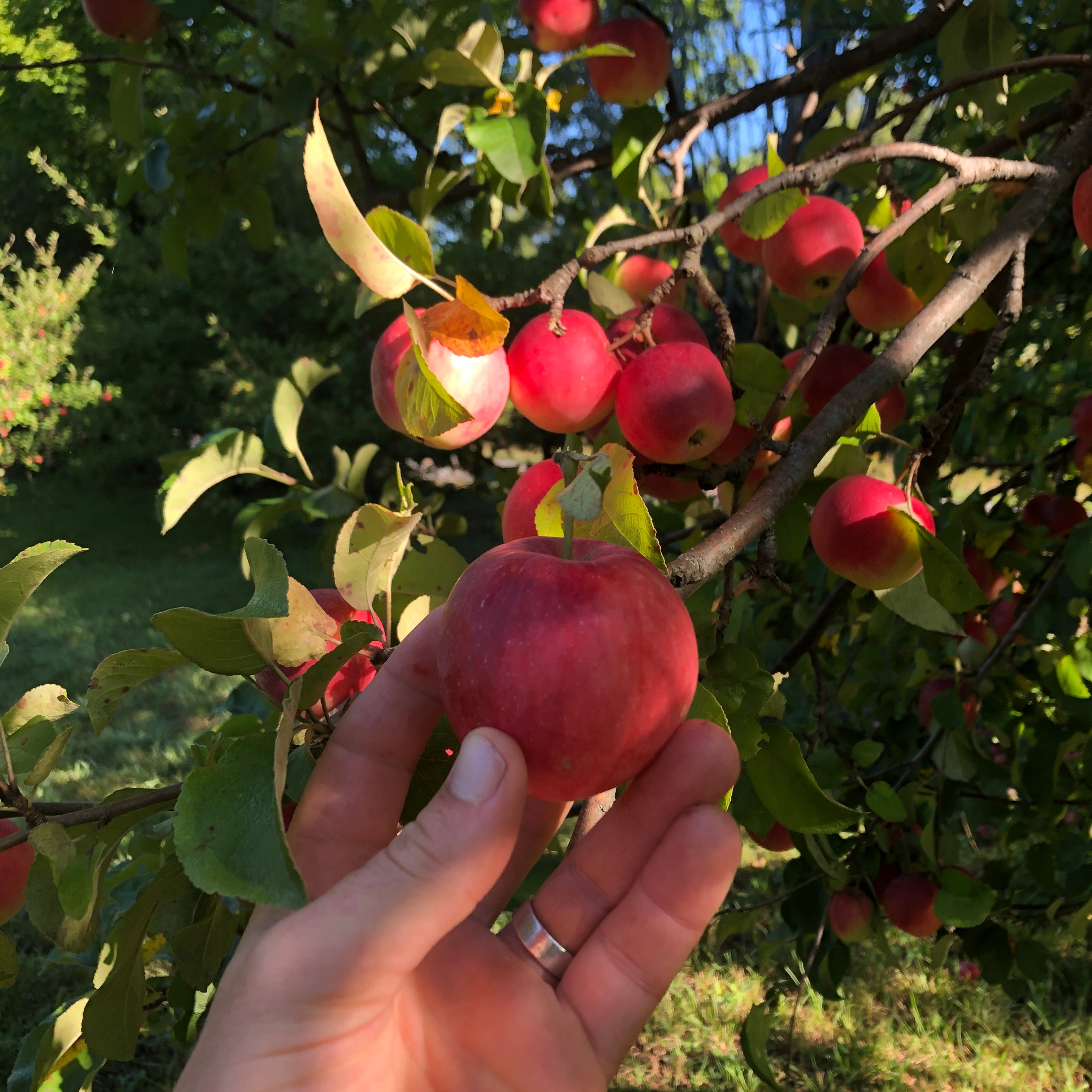 Priscilla Apple