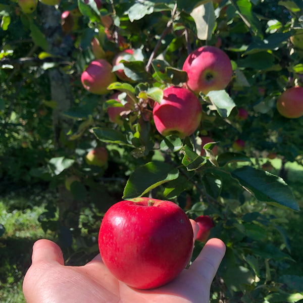 Red Esther Apple