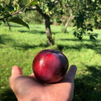 Red Hook Apple