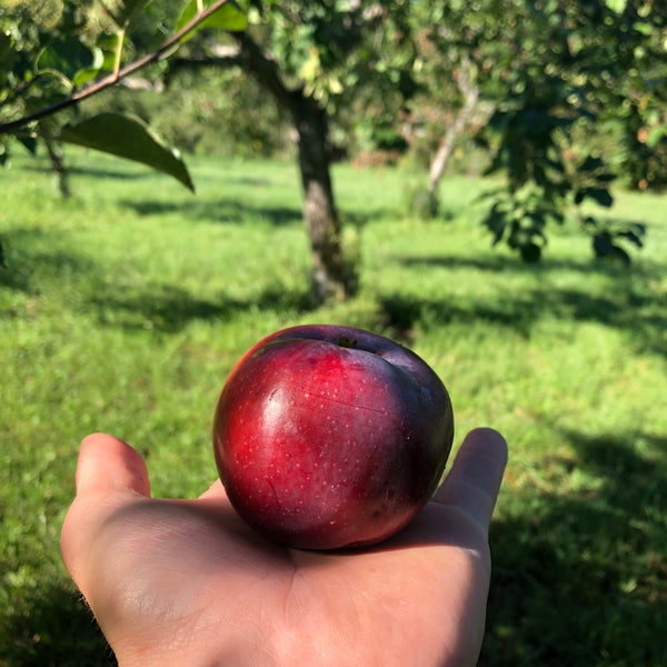 Redhook Apple