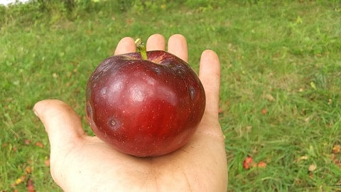 Redhook Apple