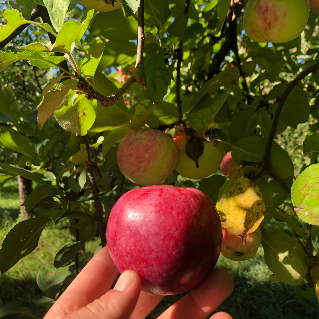 Rhuby Apple