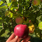 Rhuby Apple