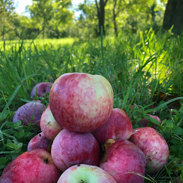 Rhuby Apple