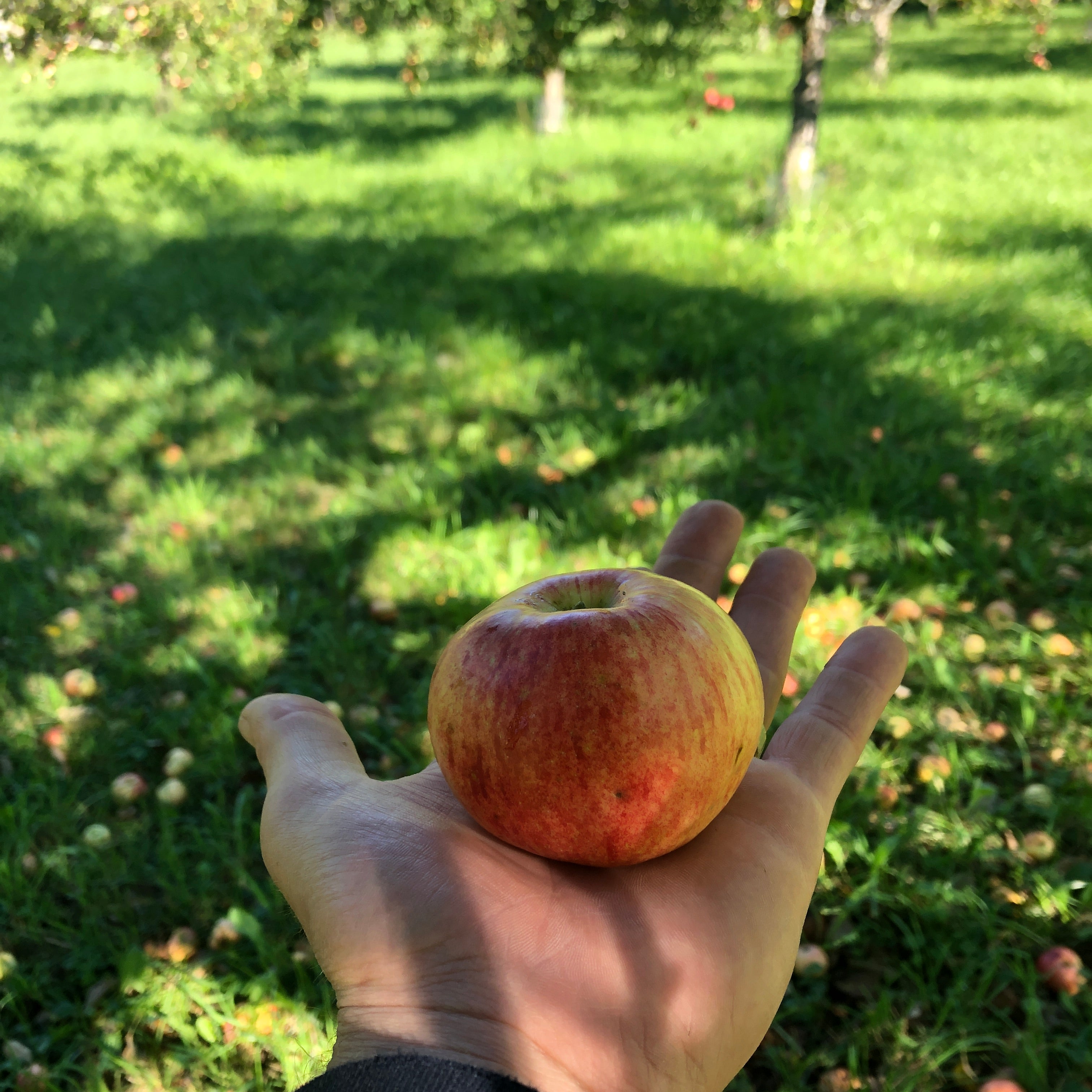 Richardson Apple