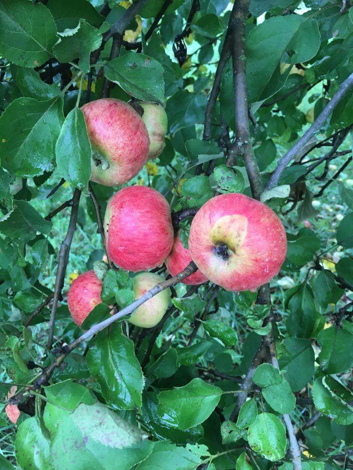 Richardson Apple