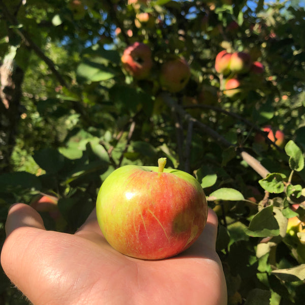 Sharon Apple
