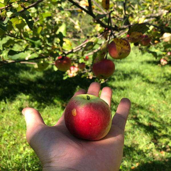 Sherry Apple