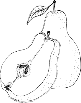 Krasnobokaya Pear