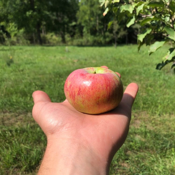 St. Lawrence Apple