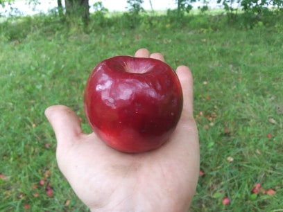 Viking Apple