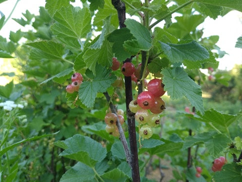 White Currant - "White Imperial"