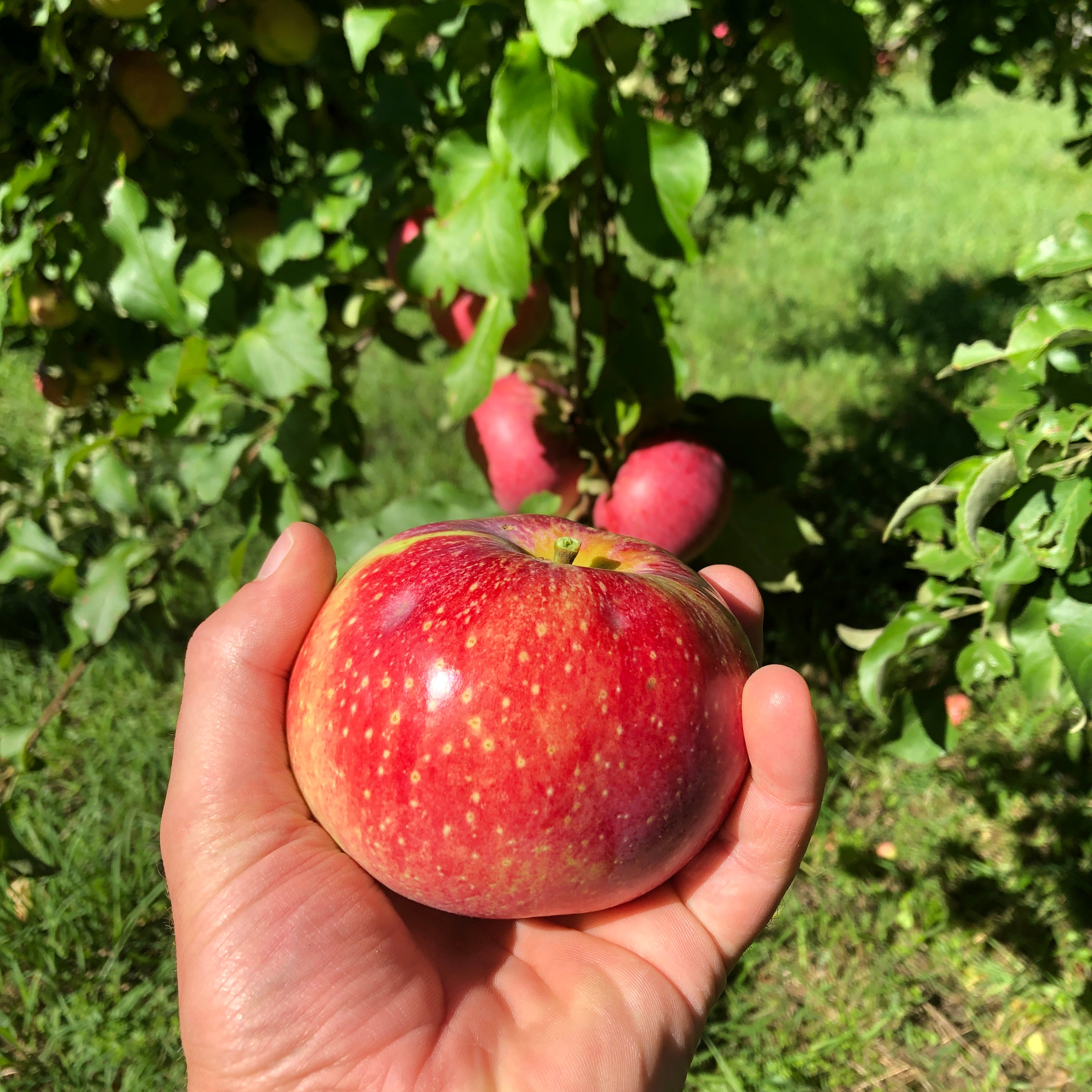 Wolf River Apple