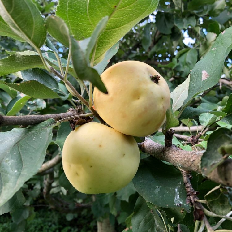 Yellow Transparent Apple