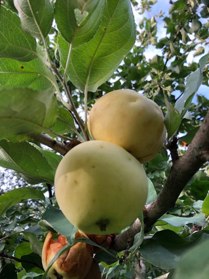 Yellow Transparent Apple