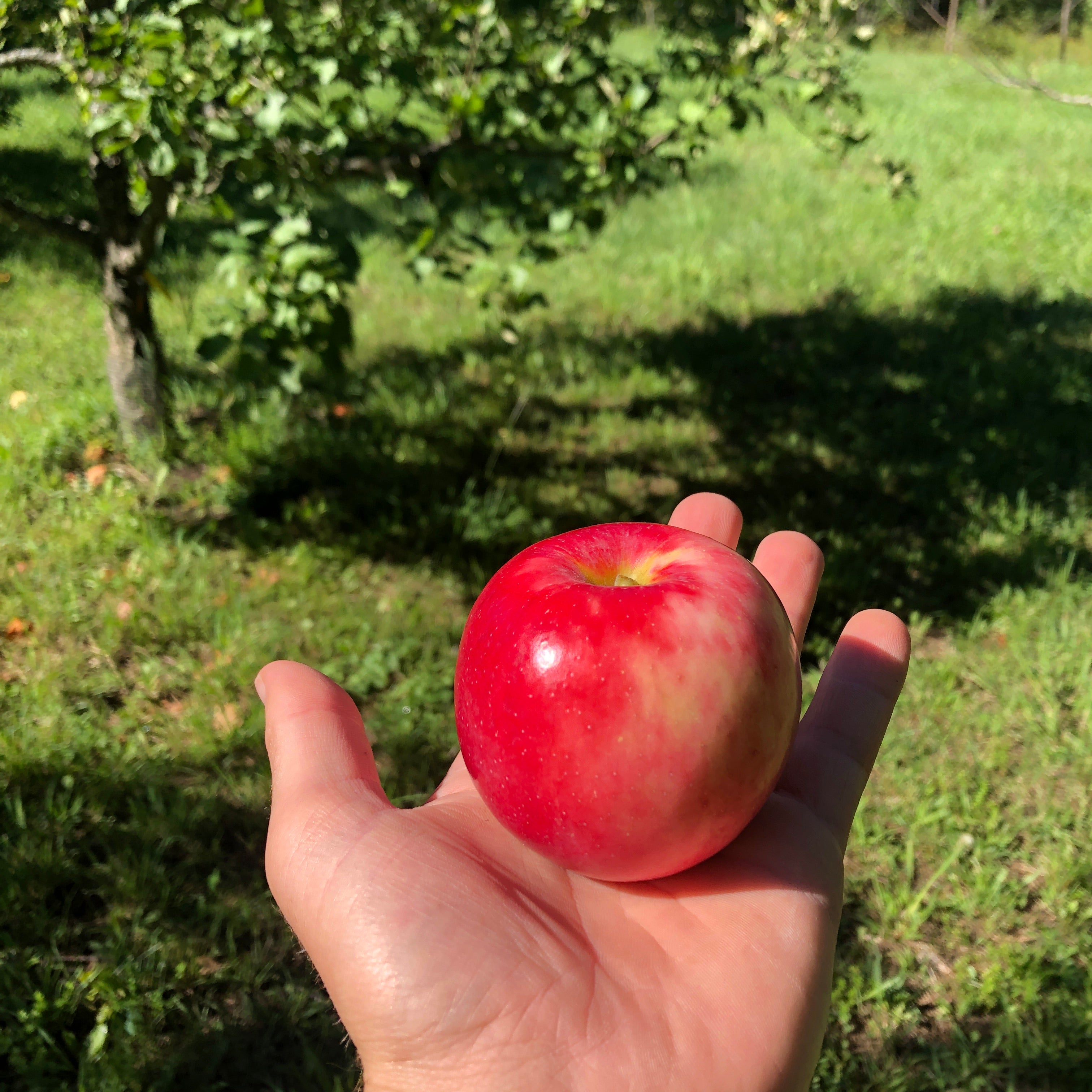 Zestar Apple