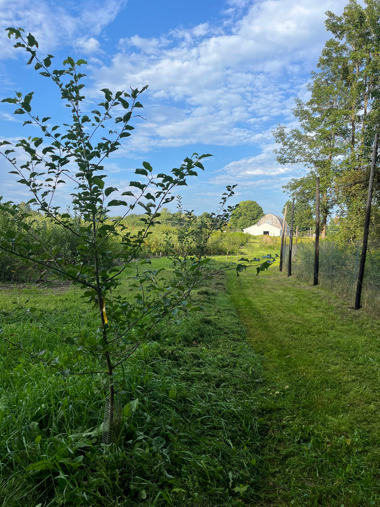St. Lawrence Nurseries